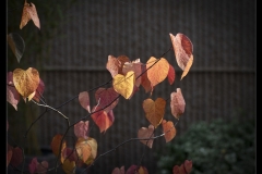 resized__H7A2073