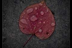 resized__H7A2078