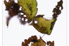 resized__H7A2081