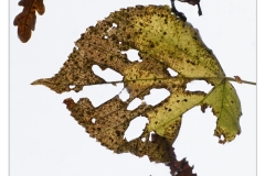 resized__H7A2082